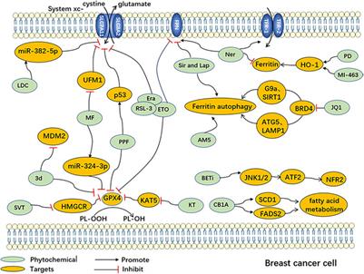 Compounds targeting ferroptosis in breast cancer: progress and their therapeutic potential 